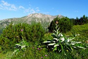 10 Rhaponticum scariosum (Fiordaliso rapontico) con vista in Cima Menna